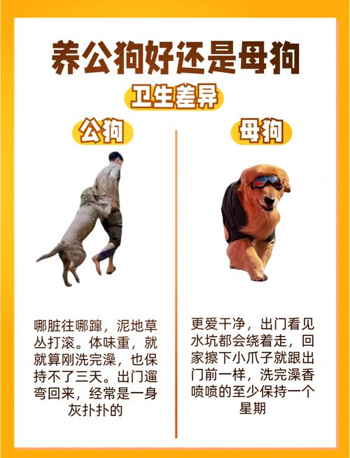 怎么给公母狗狗起名字大全_怎么给公母狗狗起名字大全四个字