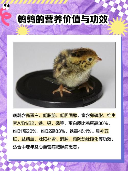鹌鹑宝宝起名字_鹌鹑宝宝起名字大全